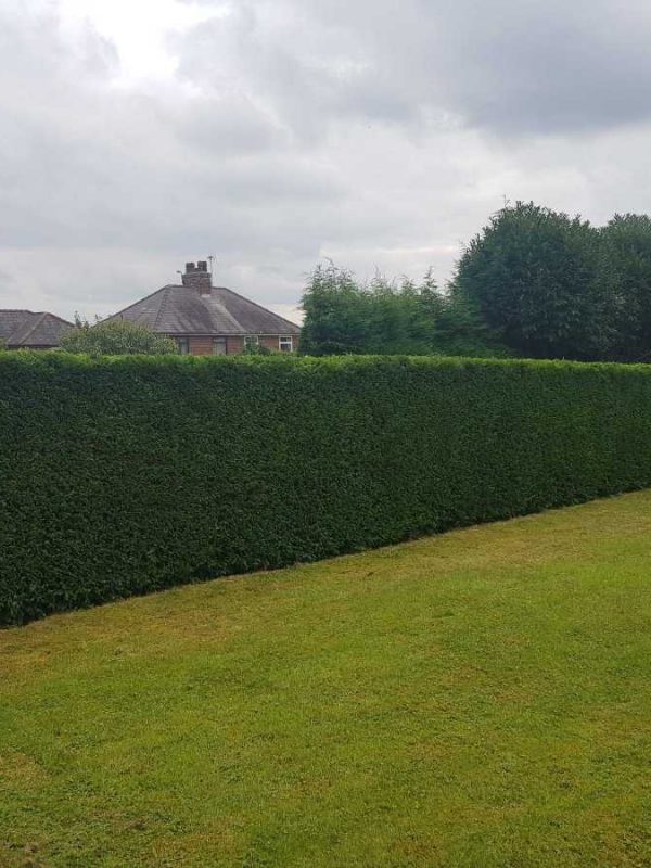 completed hedge